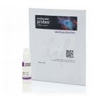 Invitrogen	P36941	 ProLongGoldAntifadeMountantwithDAPI	 2ml