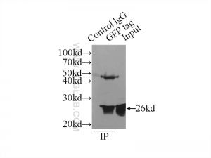 Proteintech 66002-1-Ig，GFP tag Antibody ; Proteintech.66002-1-Ig ; Tested applicaons: ELISA, WB, IP,IF