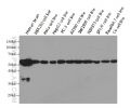 Proteintech  HRP-66031，HRP-conjugated alpha Tubulin Monoclonal Anbody; Proteintech.HRP-66031; Tested applicaons: ELISA, WB