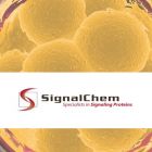 SignalChem.F04-11G-10	FGFR1 (FLT2), Active	10 ug