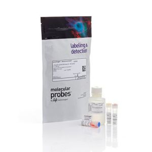 Invitrogen	Q32850 	Qubit dsDNA BR Assay Kit 	100 assays