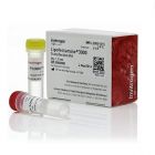 Thermo.L3000-015	Lipofectamine™ 3000 Transfection Reagent	1.5 mL