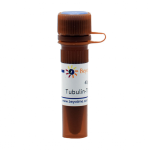 碧云天.C1050	抗体法微管红色荧光探针   40μl