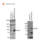 CosmoBio	CAC-THU-A-DFOXO 	Anti FOXO	100ul