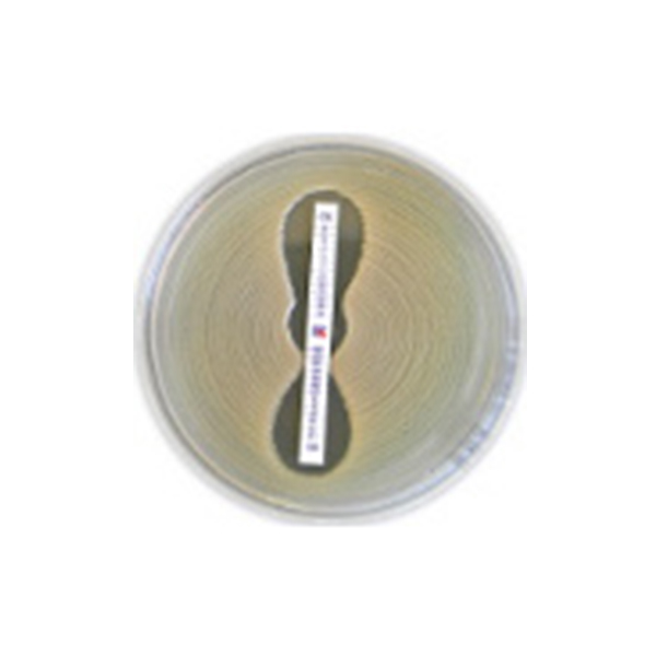 Liofilchem.92036	92036头孢克洛0.016-256CEC	30条/盒