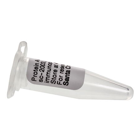 Santa Cruz	sc-2003	Protein A/G PLUS-Agarose	2 ml