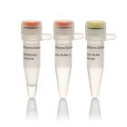 thermo.er1462	  BshTI (AgeI) (10 U/µL)   1,000 units