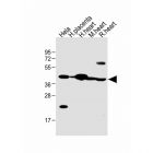 abgent.AP10534b	FSTL1 antibody	80ul
