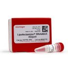 Invitrogen	 13778-150	Lipofectamine™ RNAiMAX Transfection Reagent	1.5ml