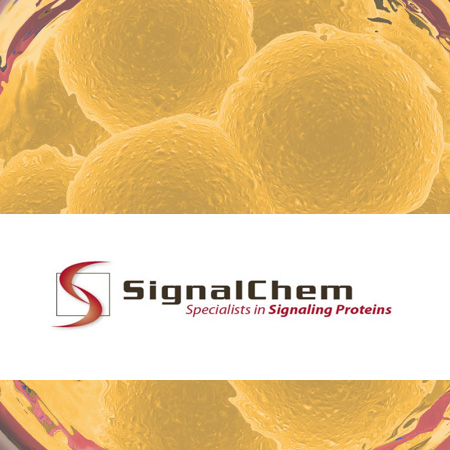 Signalchem.B03-30G-50   	BAD Protein	50 ug