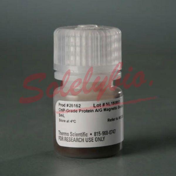 Thermo.26162 Pierce™ ChIPgrade Protein A/G Beads 5 mL_Invitrogen