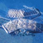 Corning	3450	24mm Transwell® with 0.4µm Pore Polyester Membrane Insert, Sterile 