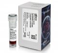 Thermo.11161D	Dynabeads™ Human T-Activator CD3/CD28 for T Cell Expansion and Activation	0.4 mL