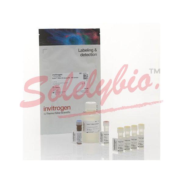 Invitrogen Q32852 Qubit™ RNA HS Assay Kit 100 assays_Invitrogen