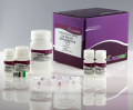 TIANGEN.Dp304-3	血液/细胞/组织基因组DNA提取试剂盒  200次