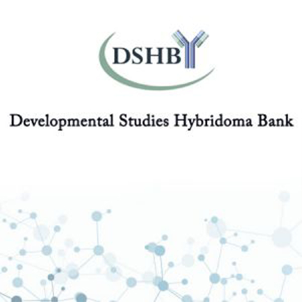 DSHB.H4A3	LAMP-1 (human)	1ml