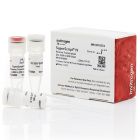 Invitrogen	18090-050	SuperScript® IV Reverse Transcriptase	10,000 units